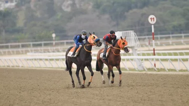 Ejemplares durante la jornada de ajuste en la pista de La Rinconada.
