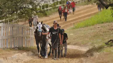 Conozcan al hijo de Tapit que comenzará a hacer campaña en La Rinconada Conozcan al hijo de Tapit que comenzará a hacer campaña en La Rinconada