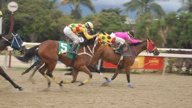 Ejemplares en carrera en la arena caraqueña.