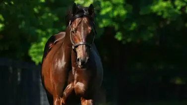 Esta es la hija del semental campeón en Estados Unidos que viene a correr a La Rinconada Esta es la hija del semental campeón en Estados Unidos que viene a correr a La Rinconada