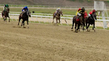 Ejemplares en carrera en la arena caraqueña.
