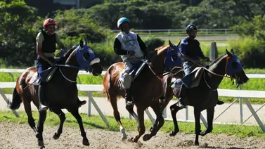 Ejemplares con los traqueadores durante la jonrada de ajuste en la pista de La Rinconada. Ejemplares con los traqueadores durante la jonrada de ajuste en la pista de La Rinconada.