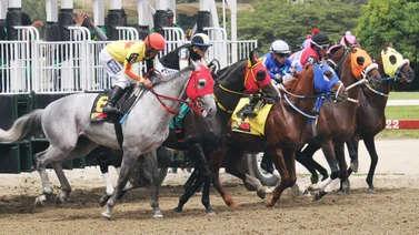 Ejemplares en carrera en la arena caraqueña.