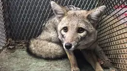 Zorro es rescatado de una vivienda en Caracas