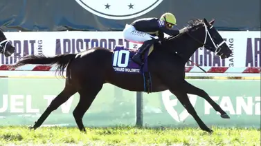 Yunta venezolana estará la próxima semana en el festival de la Copa Saudí Yunta venezolana estará la próxima semana en el festival de la Copa Saudí