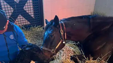 Dos veces ganadora del Premio Eclipse da a luz su primer producto como yegua madre Dos veces ganadora del Premio Eclipse da a luz su primer producto como yegua madre