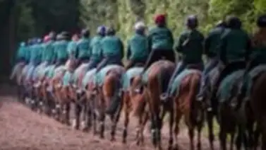 Subastarán en línea últimos ejemplares del hijo del Príncipe Ali Khan Subastarán en línea últimos ejemplares del hijo del Príncipe Ali Khan