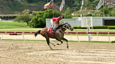 Templario el caballo que a sus siete años puede hacer historia en La Rinconada Templario el caballo que a sus siete años puede hacer historia en La Rinconada