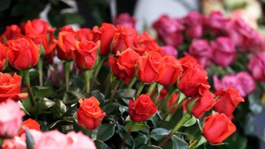 san valentin supermercado eeuu-