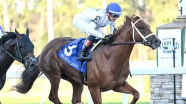 Potro invicto del WinStar Farm pasará por alto el Tampa Derby Potro invicto del WinStar Farm pasará por alto el Tampa Derby