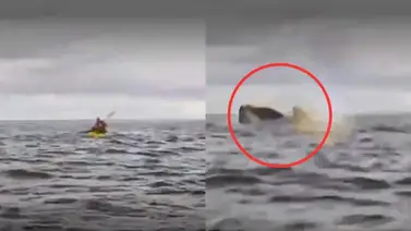 Video | Joven venezolano es devorado por una ballena jorobada en Chile  Video | Joven venezolano es devorado por una ballena jorobada en Chile