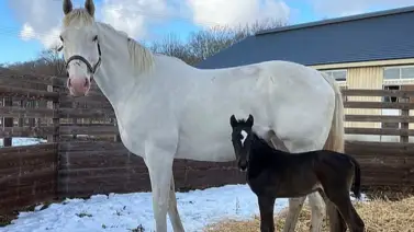 La campeona japonesa Sodashi dio a luz a su primer hijo del mejor caballo del mundo La campeona japonesa Sodashi dio a luz a su primer hijo del mejor caballo del mundo