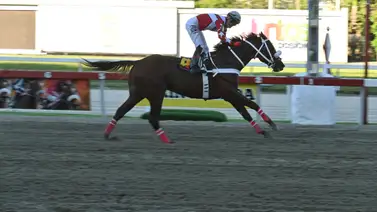Aquí lo observamos en una de las carreras en la arena de Coche. Aquí lo observamos en una de las carreras en la arena de Coche.