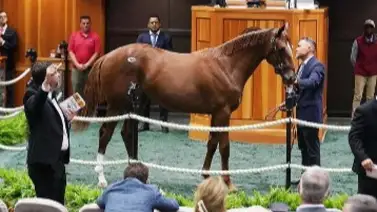 El potro de Curlin que costó $4.000.000 ya tiene nombre El potro de Curlin que costó $4.000.000 ya tiene nombre