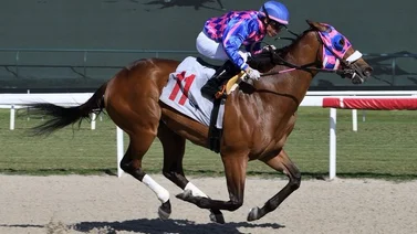 Emisael Jaramillo consigue un nuevo éxito este sábado en el óvalo de Gulfstream Park