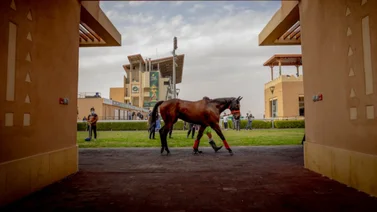 El caballo que más dinero ha producido en la historia quiere ganar la carrera más rica del mundo