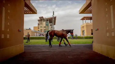 El caballo que más dinero ha producido en la historia quiere ganar la carrera más rica del mundo El caballo que más dinero ha producido en la historia quiere ganar la carrera más rica del mundo