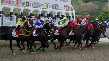 Ejemplares en carrera en la arena caraqueña.