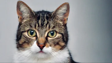  Día Internacional del Gato