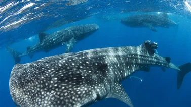 Logran captar un tiburón ballena en las costas de La Guaira (+Video) 