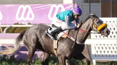 Primeros ejemplares de Stud chileno llegarían a La Rinconada a finales de marzo del 2025 Primeros ejemplares de Stud chileno llegarían a La Rinconada a finales de marzo del 2025