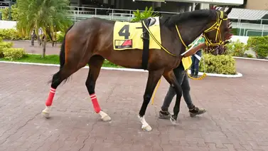 La Rinconada recibirá a una nieta del famoso Fusaichi Pegasus en su esperado debut La Rinconada recibirá a una nieta del famoso Fusaichi Pegasus en su esperado debut