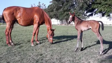 La hija de la ganadora del Clásico Sprinters 2015 hará su debut este domingo en La Rinconada La hija de la ganadora del Clásico Sprinters 2015 hará su debut este domingo en La Rinconada