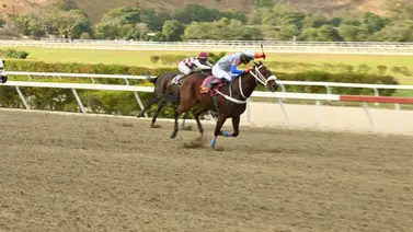 El ajuste de esta yegua la dejo lista para repetir victoria en la arena de La Rinconada El ajuste de esta yegua la dejo lista para repetir victoria en la arena de La Rinconada