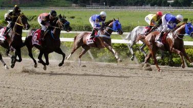 Ejemplares en carrera en la arena caraqueña.