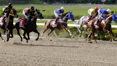 Ejemplares en carrera en la arena caraqueña. Ejemplares en carrera en la arena caraqueña.
