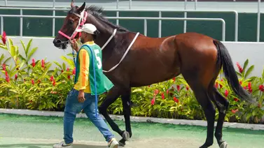Entérate del ajuste de esta yegua que podría ser el dato clave para conquistar el 5y6 de La Rinconada Entérate del ajuste de esta yegua que podría ser el dato clave para conquistar el 5y6 de La Rinconada