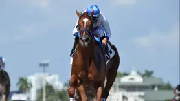 ¡Batacazo en Tampa Bay Downs! Marcos Meneses sorprendió con dividendo de 23 a 1 en el cierre dominical