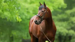 Catorce años de una leyenda viva: American Pharoah y su impacto global en la hípica