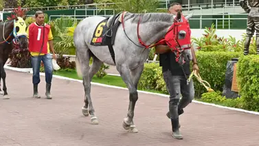 El debut de la semana: La potra que busca honrar el legado de Constructor White este domingo en La Rinconada El debut de la semana: La potra que busca honrar el legado de Constructor White este domingo en La Rinconada