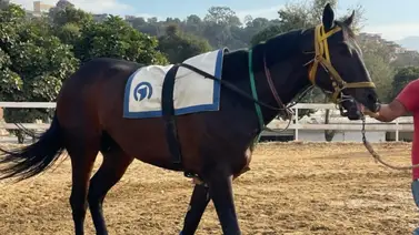 ¡Cuidado! ejemplar que se perdió en su debut con Toro Salvaje regresa a la pista con ejercicios llamativos ¡Cuidado! ejemplar que se perdió en su debut con Toro Salvaje regresa a la pista con ejercicios llamativos