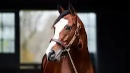 En la cima: Estos son los diez sementales de Estados Unidos que más yeguas sirvieron en el 2025