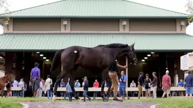 Ocala Breeders’ Sale publica el catálogo de dosañeros para la subasta de marzo Ocala Breeders’ Sale publica el catálogo de dosañeros para la subasta de marzo