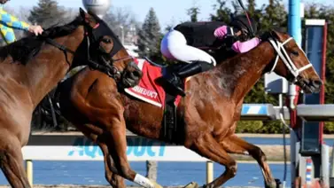 Maximus Meridius y Doc Sullivan medirán fuerzas en el Toboggan Stakes en Aqueduct, New York Maximus Meridius y Doc Sullivan medirán fuerzas en el Toboggan Stakes en Aqueduct, New York