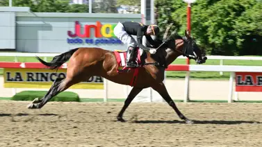 Pronósticos La Rinconada: ¿Podrá está yegua romper el "maleficio del 7" en el 5y6? Aquí te lo contamos Pronósticos La Rinconada: ¿Podrá está yegua romper el "maleficio del 7" en el 5y6? Aquí te lo contamos