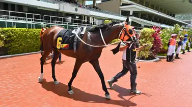 Lo que el programa no dice: Los ejemplares con más "motor" para este domingo en La Rinconada Lo que el programa no dice: Los ejemplares con más "motor" para este domingo en La Rinconada