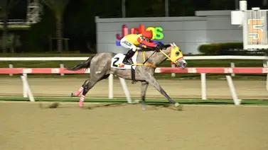 Duelo nocturno: Zorro Viejo busca imponer su ley en la Condicional Especial de este sábado en La Rinconada Duelo nocturno: Zorro Viejo busca imponer su ley en la Condicional Especial de este sábado en La Rinconada