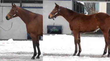 Madre e hija vendidas por más de $1.5 millones en la subasta de Kentucky Winter Mixed para un mismo comprador Madre e hija vendidas por más de $1.5 millones en la subasta de Kentucky Winter Mixed para un mismo comprador