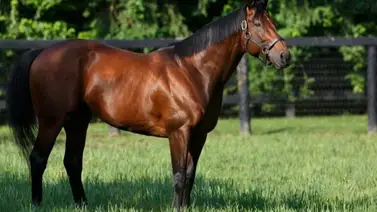 Tres yeguas por día: Las exclusivas condiciones para acceder a American Pharoah en Japón Tres yeguas por día: Las exclusivas condiciones para acceder a American Pharoah en Japón