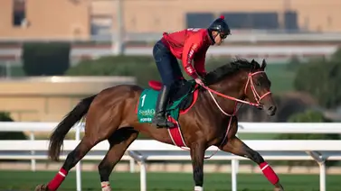 La prueba más rica del mundo: Forever Young, campeón regente de la Saudi Cup (G1) ejercitó esta mañana en Riad La prueba más rica del mundo: Forever Young, campeón regente de la Saudi Cup (G1) ejercitó esta mañana en Riad