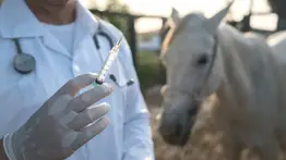Escándalo en el hipismo de Estados Unidos: Veterinario es suspendido por 24 años