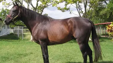 Purasangre de leyenda: El semental importado que impuso su ley en el Clásico Hylander Purasangre de leyenda: El semental importado que impuso su ley en el Clásico Hylander