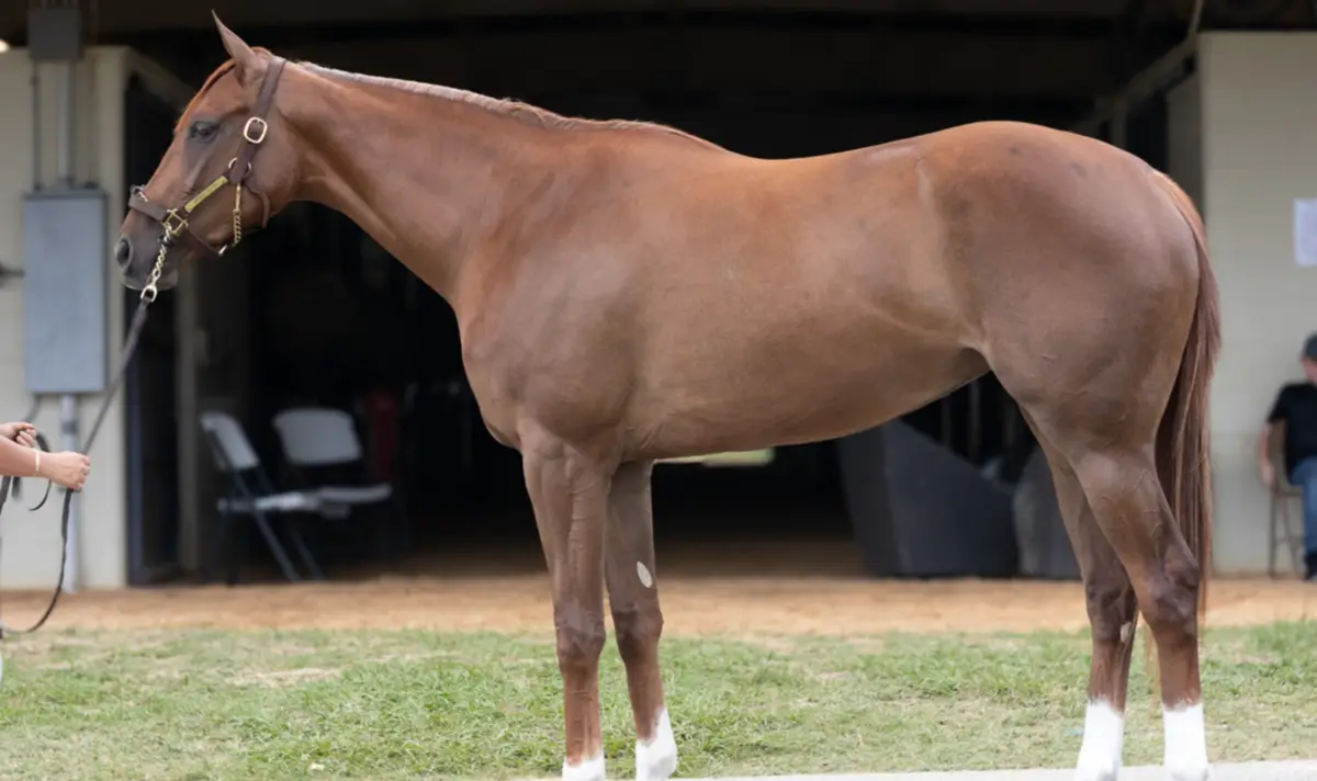 ¿Debut triunfal? Así voló en la pista la potra importada antes de su estreno este domingo