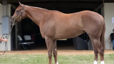 ¿Debut triunfal? Así voló en la pista la potra importada antes de su estreno este domingo ¿Debut triunfal? Así voló en la pista la potra importada antes de su estreno este domingo