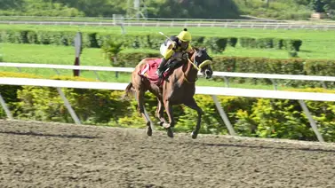 Esta es amarga: La yegua que reaparece este domingo y no puede faltar en tu 5y6 de La Rinconada Esta es amarga: La yegua que reaparece este domingo y no puede faltar en tu 5y6 de La Rinconada