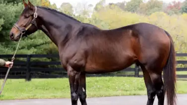 Caracaro impone su sello: Tres victorias estelares en el inicio del 2026 en La Rinconada Caracaro impone su sello: Tres victorias estelares en el inicio del 2026 en La Rinconada